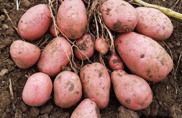 Cорт картофеля Славянка порадует отличным урожаем и насыщенный вкусом